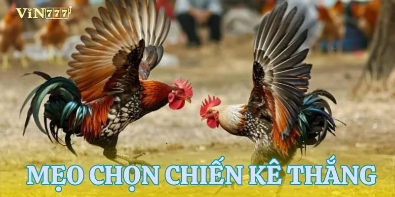 3 bí quyết để chọn chiến kê chuẩn