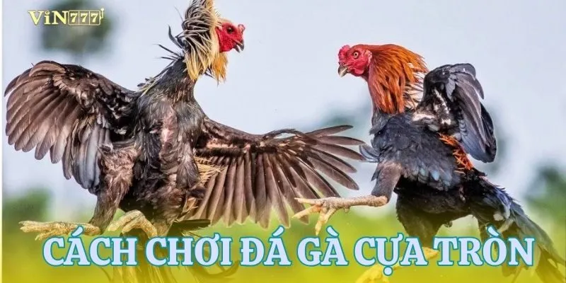 Giới thiệu đá gà cựa tròn
