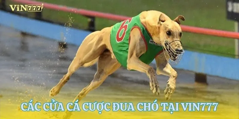 Các cửa cá cược đua chó tại VIN777