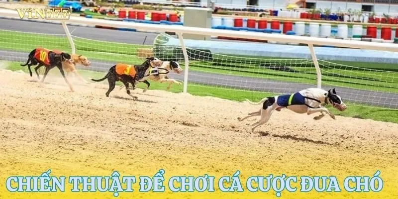 Chiến thuật để chơi cá cược đua chó